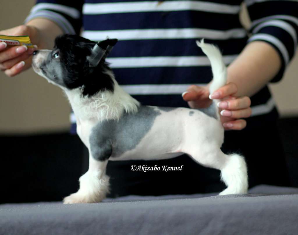 Kapitalna Zagadka Akizabo