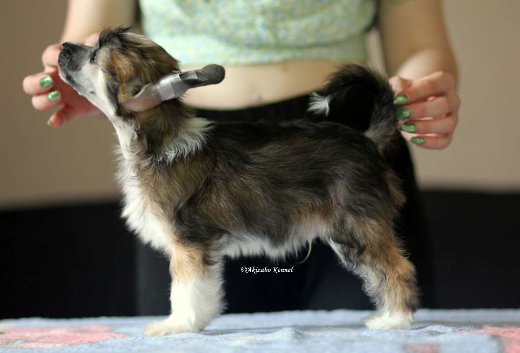 Kapitalny Misiaczek Akizabo