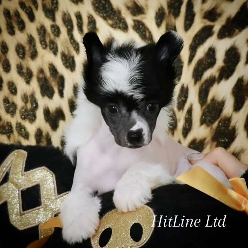 Hitline Ltd Kelvin Klein