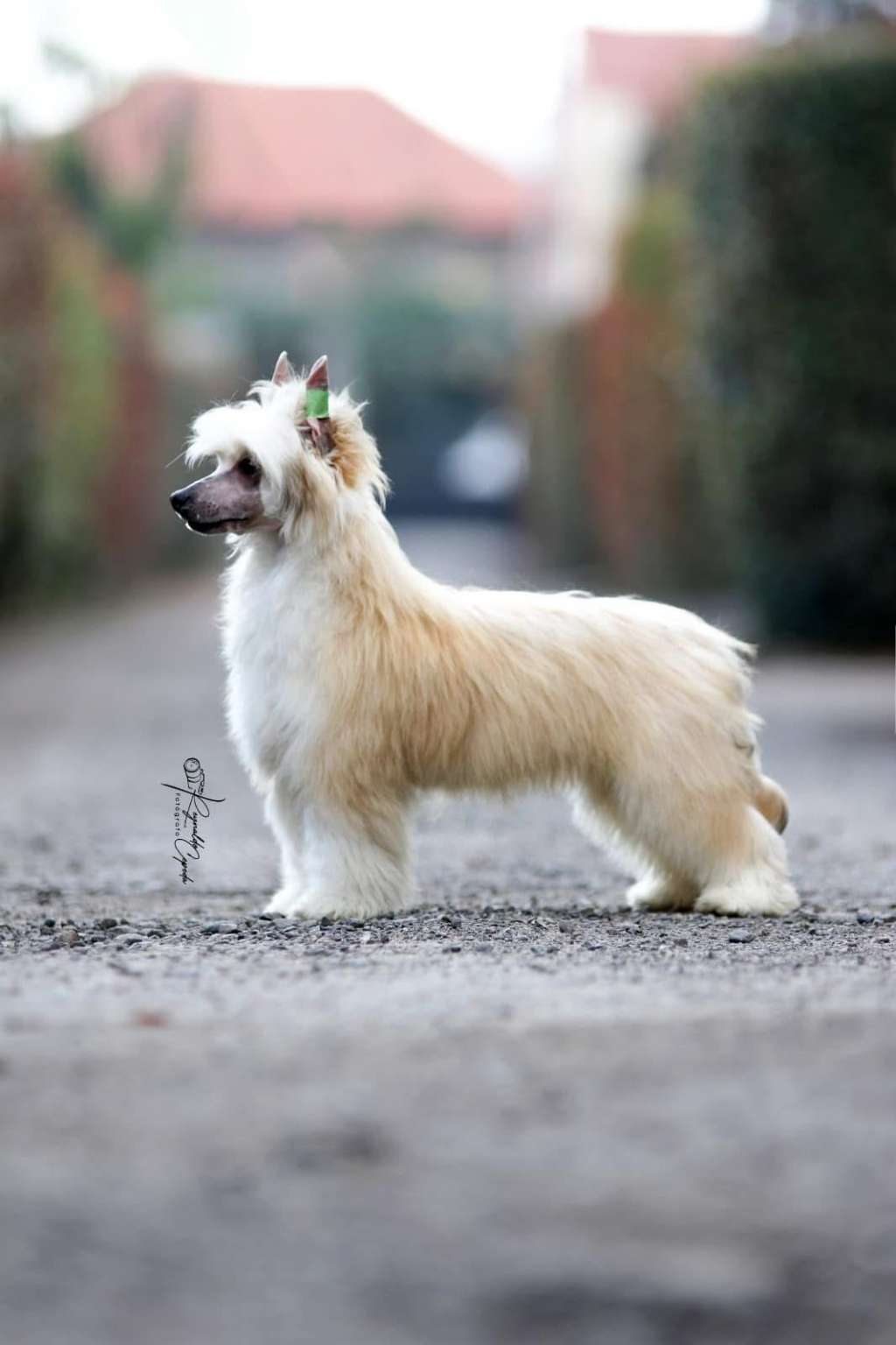 De La Casa Borromeo?s Pidgey