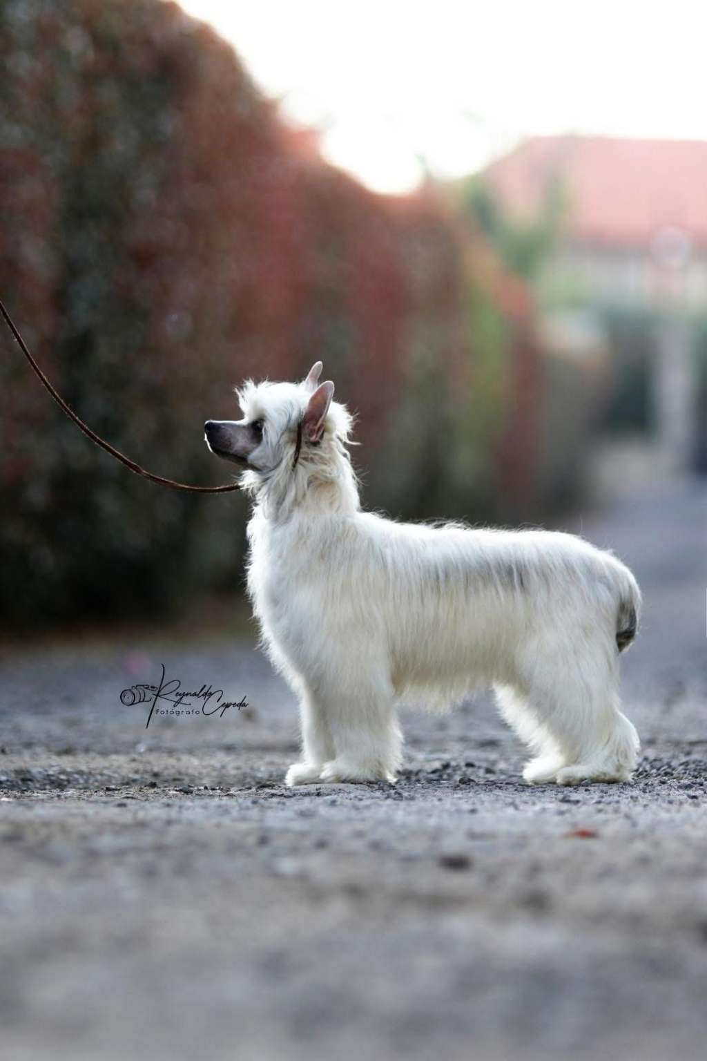 De La a casa Borromeo?s Mareanie
