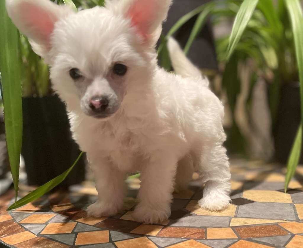 Alaska Pashas Son Grace Forever