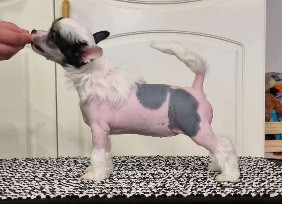 Viuvaun Xtremely Chic