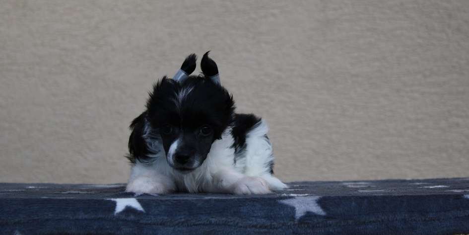 Lamborghini Crestedgang