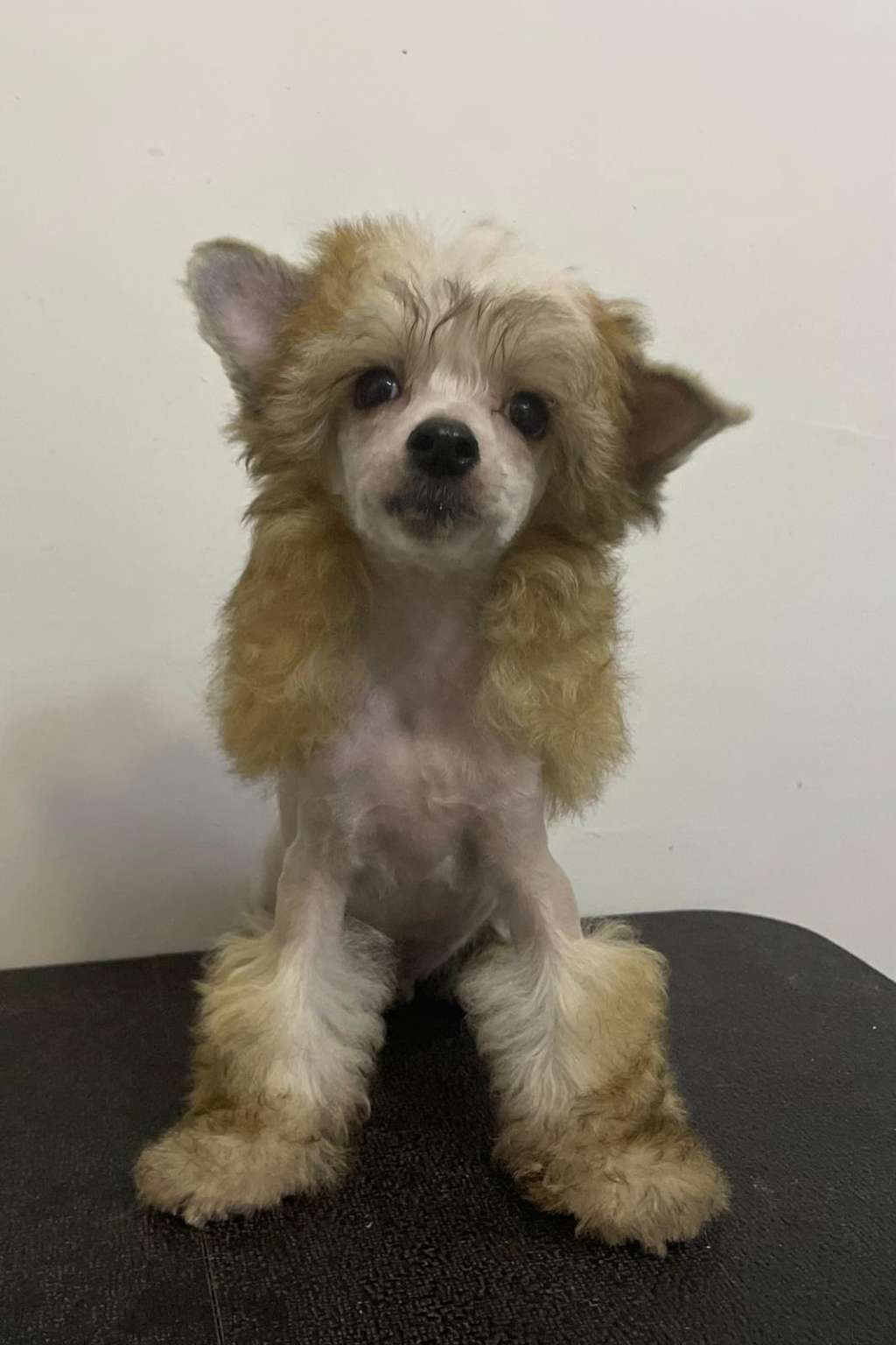 Dream Diadem Celestial Lion