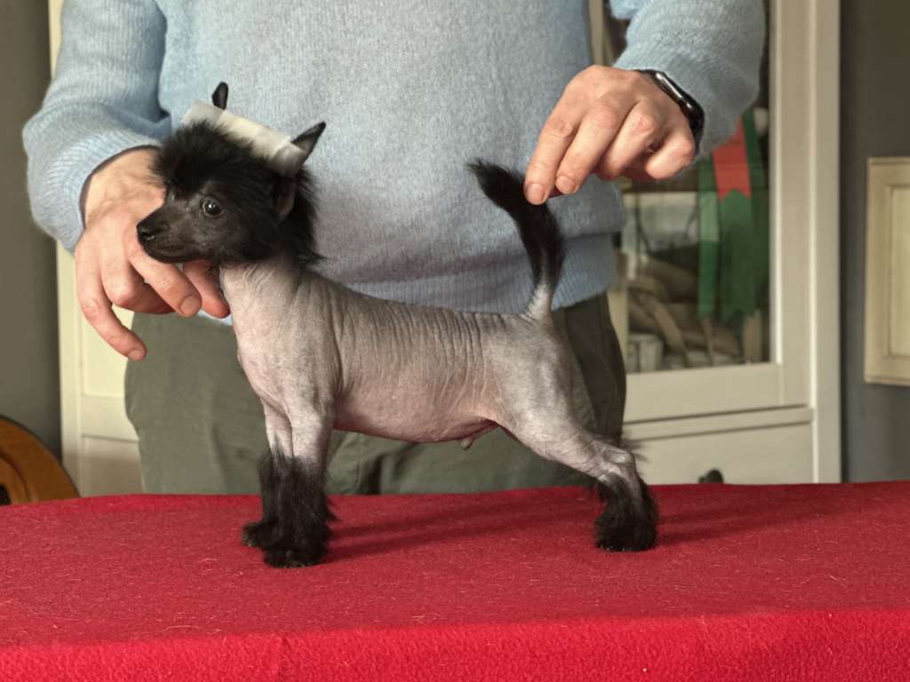 Samozachwyt Next Germanika