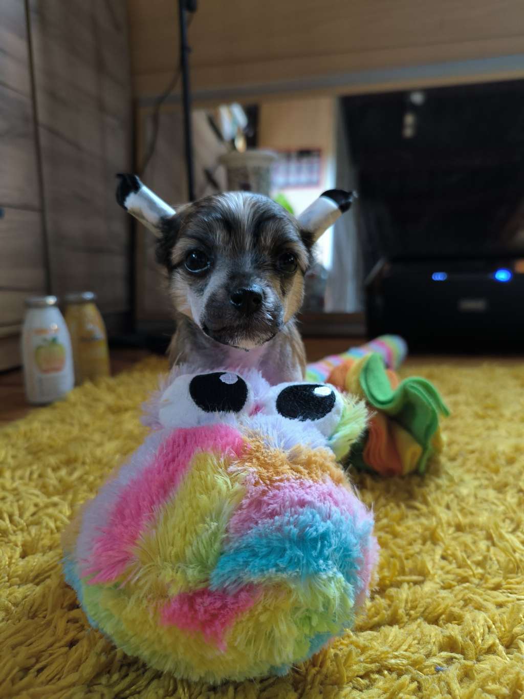 Cc Top Exclusive Vox Tempest