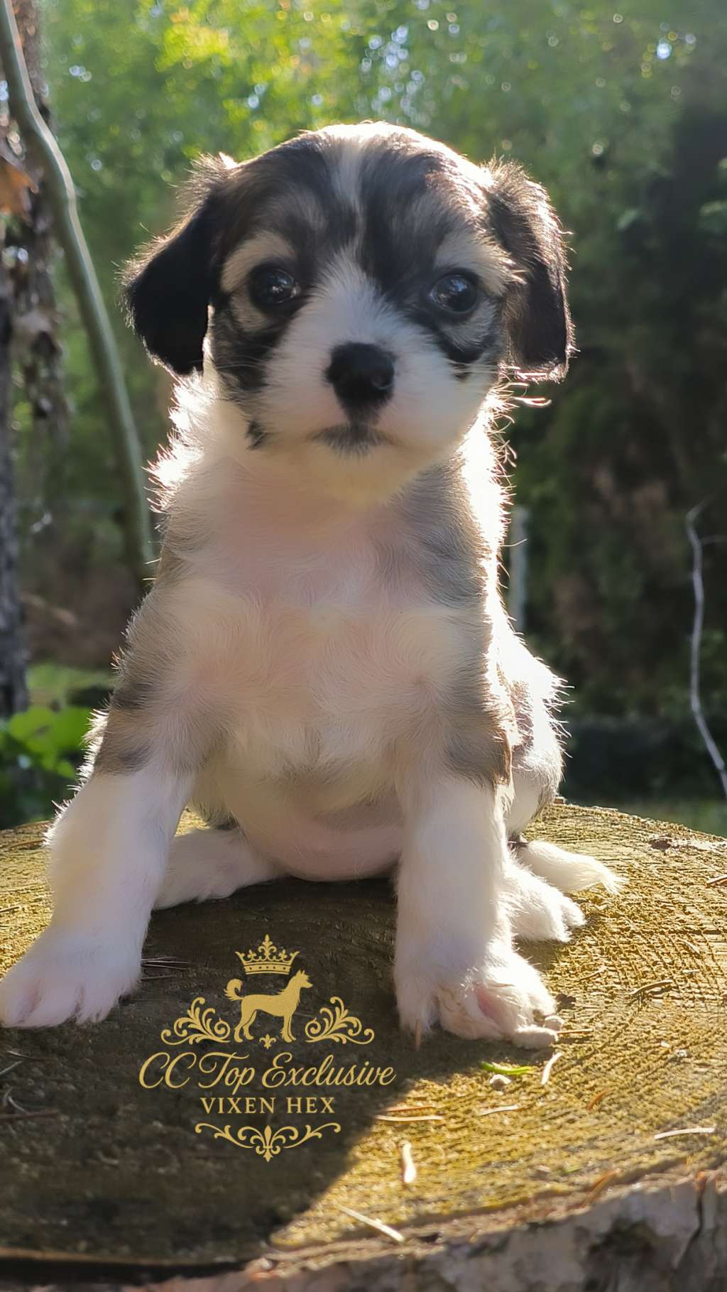 Cc Top Exclusive Vixen Hex