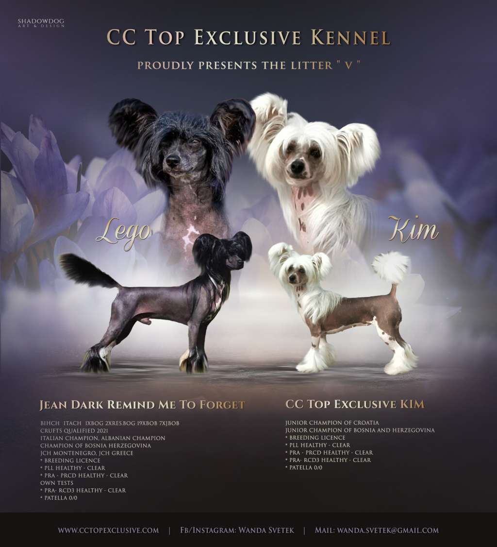 Cc Top Exclusive Vega Celeste