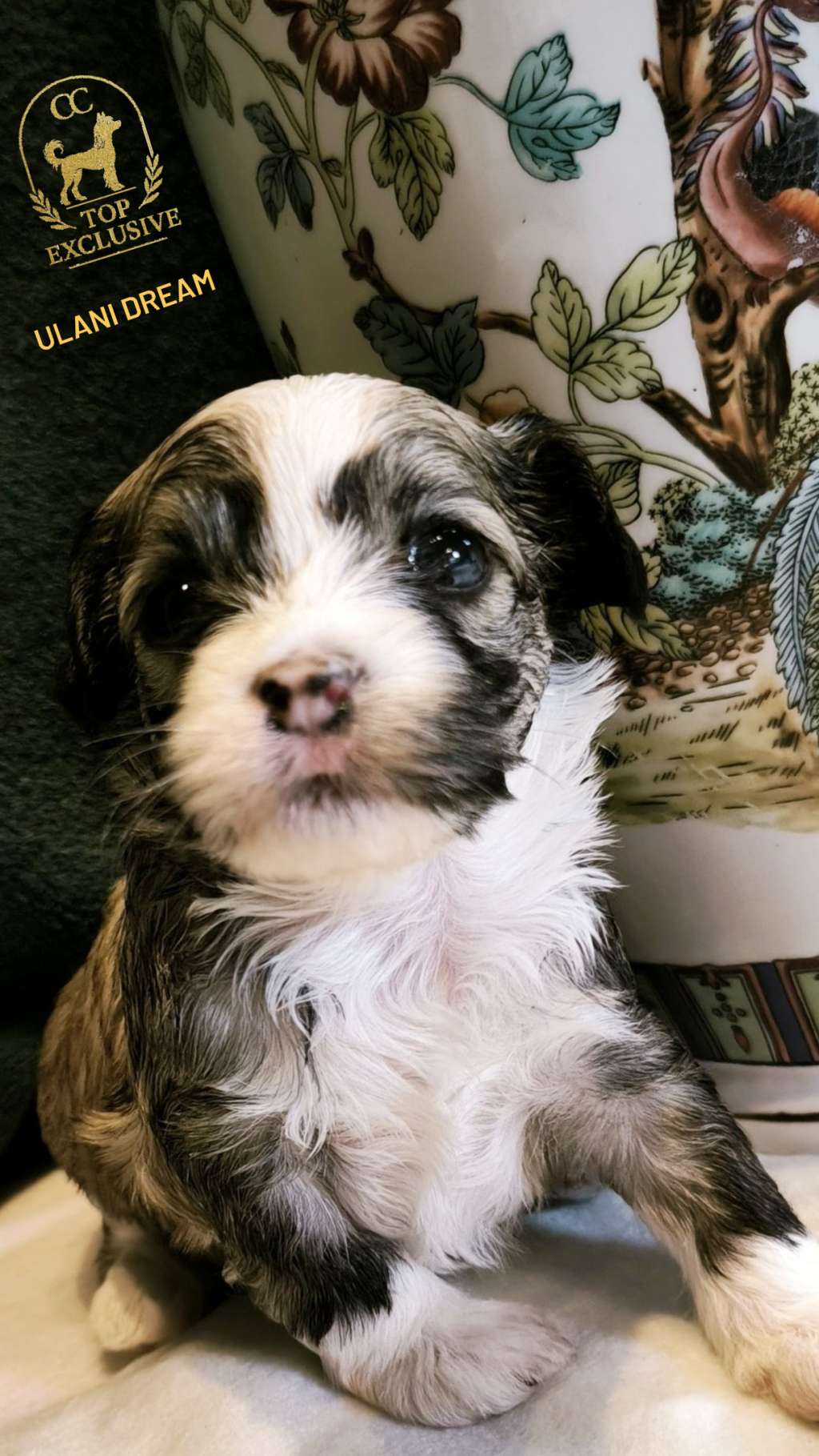 Cc Top Exclusive Ulani Dream