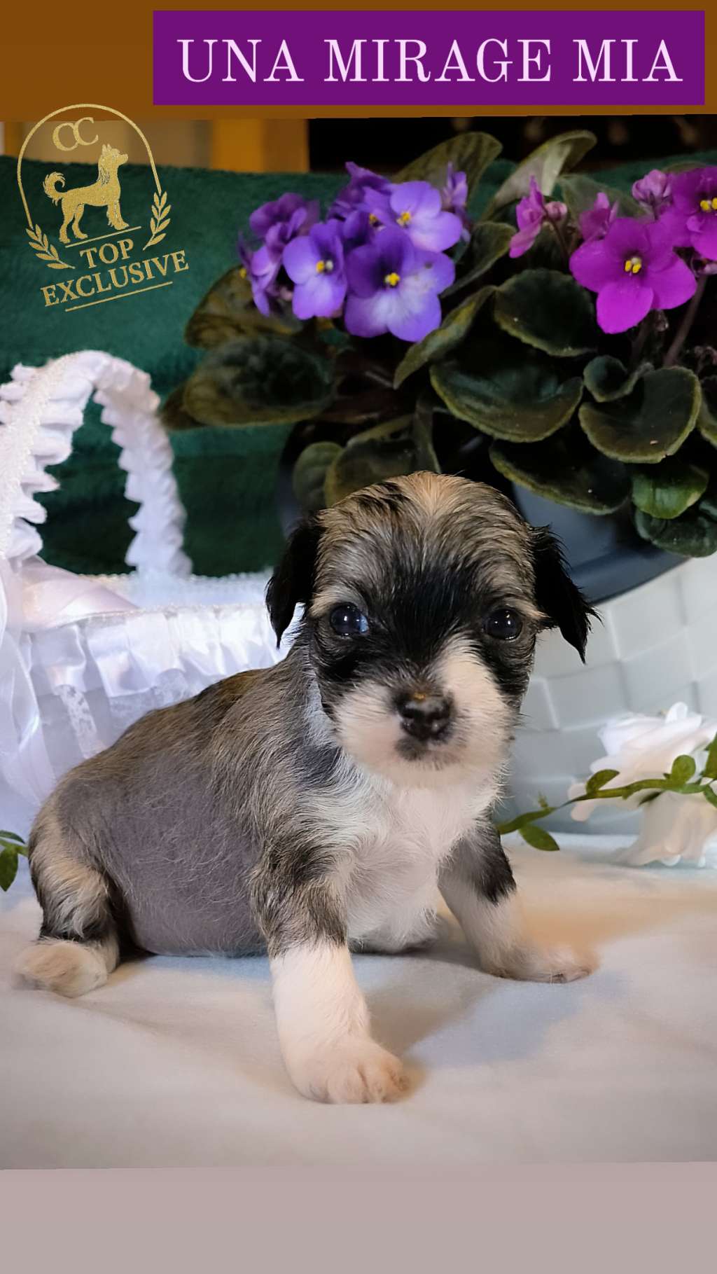 Cc Top Exclusive Una Mirage Mia