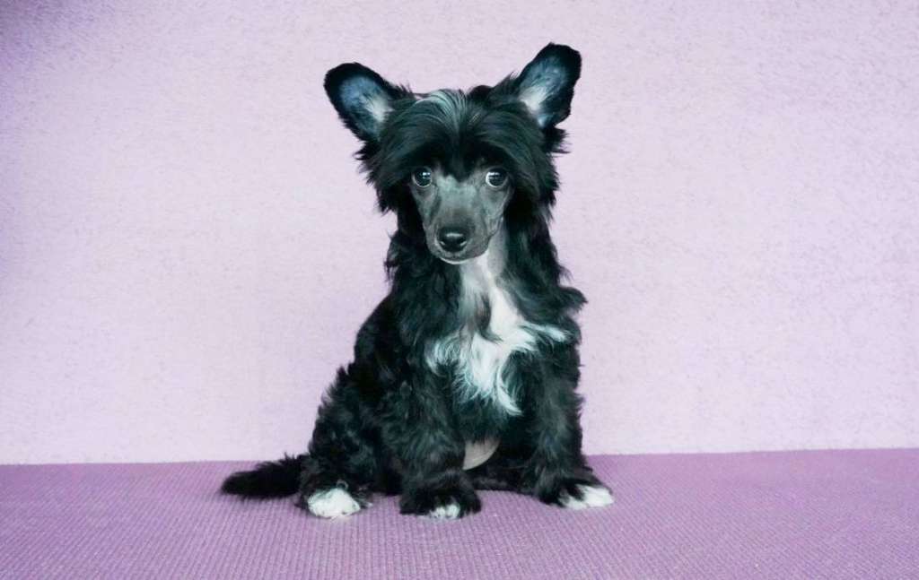 Acnologia's My Light