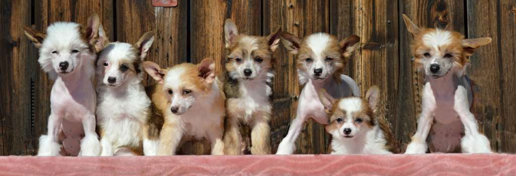 Zanzibar Orchid z Andelovy dlane