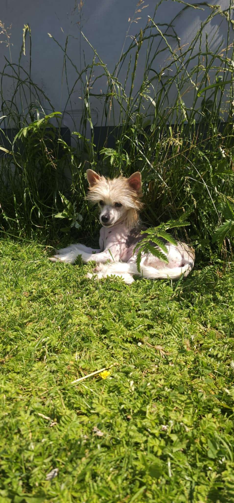 Leilani Rojaus Vejas