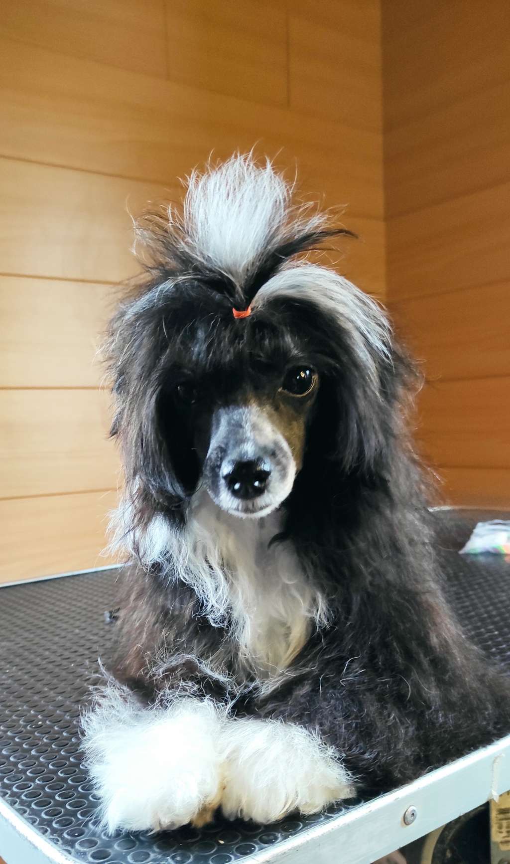 Cc Top Exclusive Isabelle