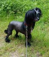 Doonbeg No Shrinking Violet