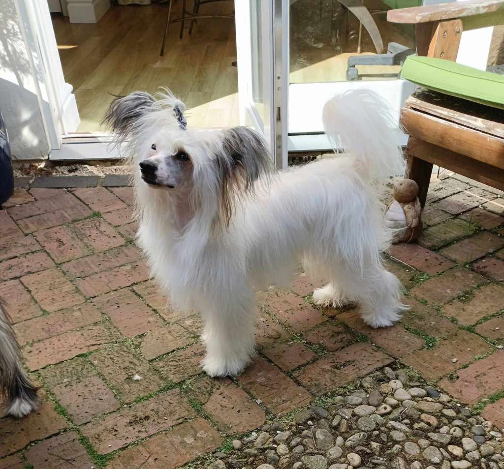 Leibwache Funky Monkey