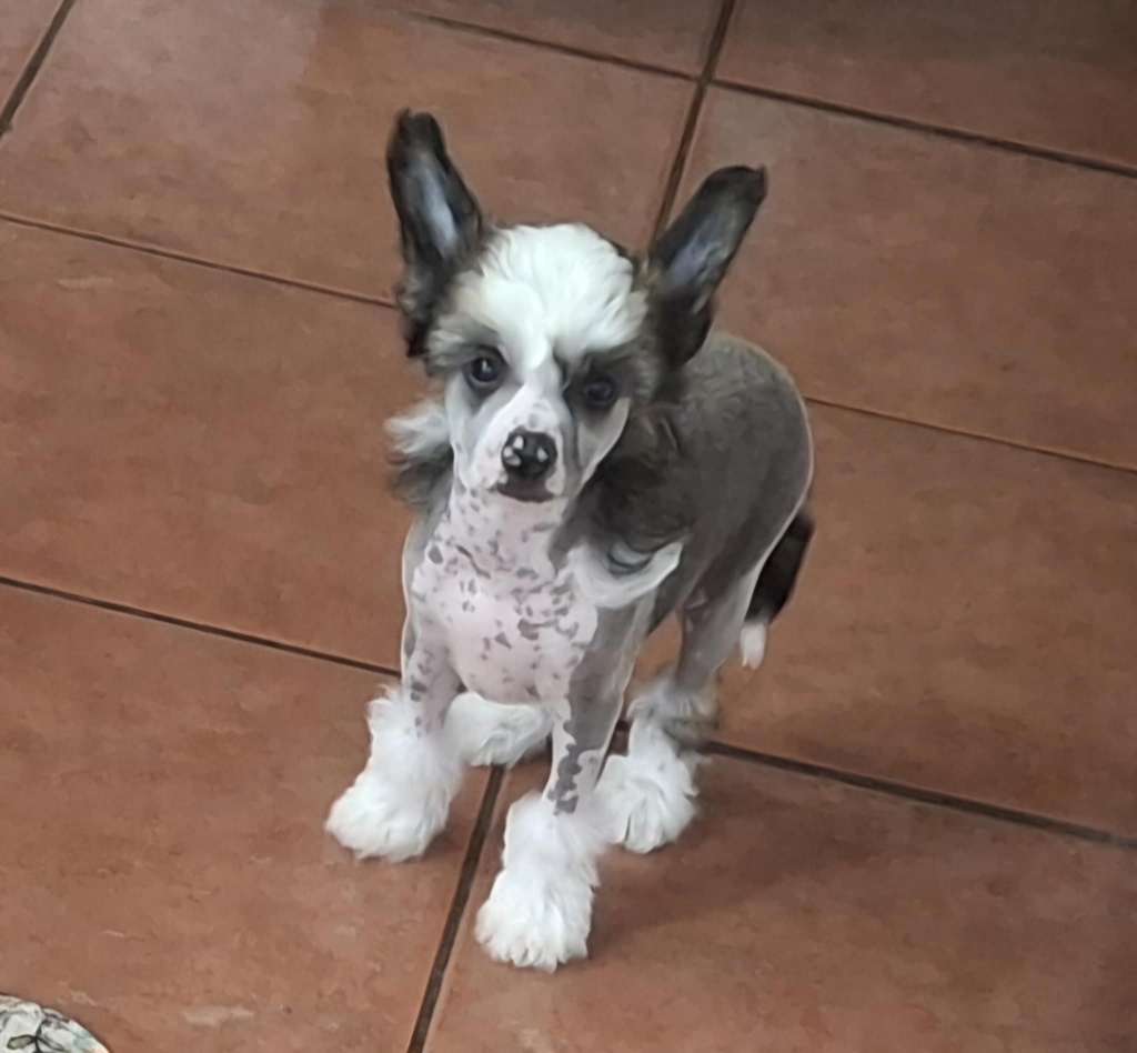 Leibwache Rambunctious