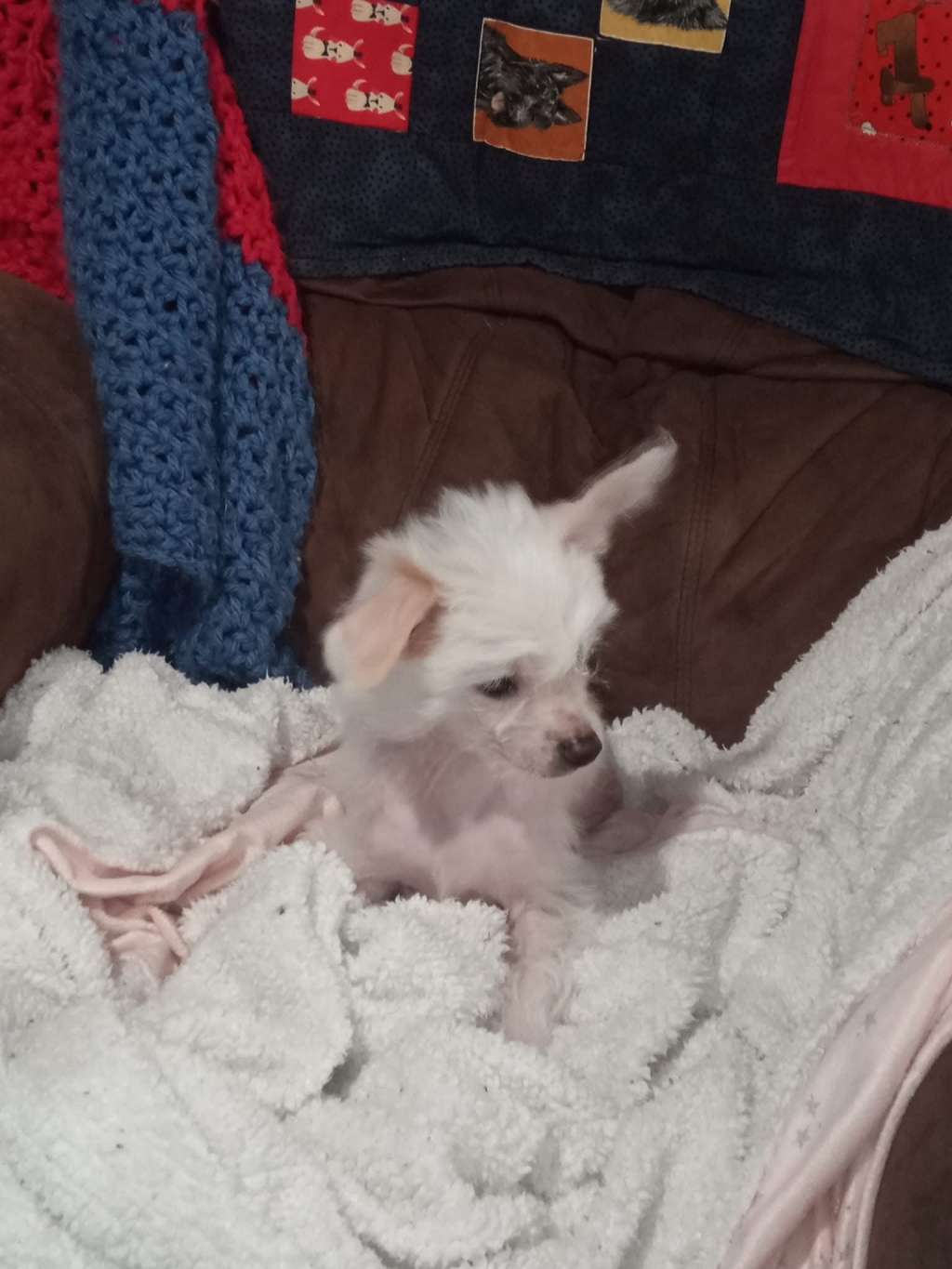 Xiannu Touch of Frost