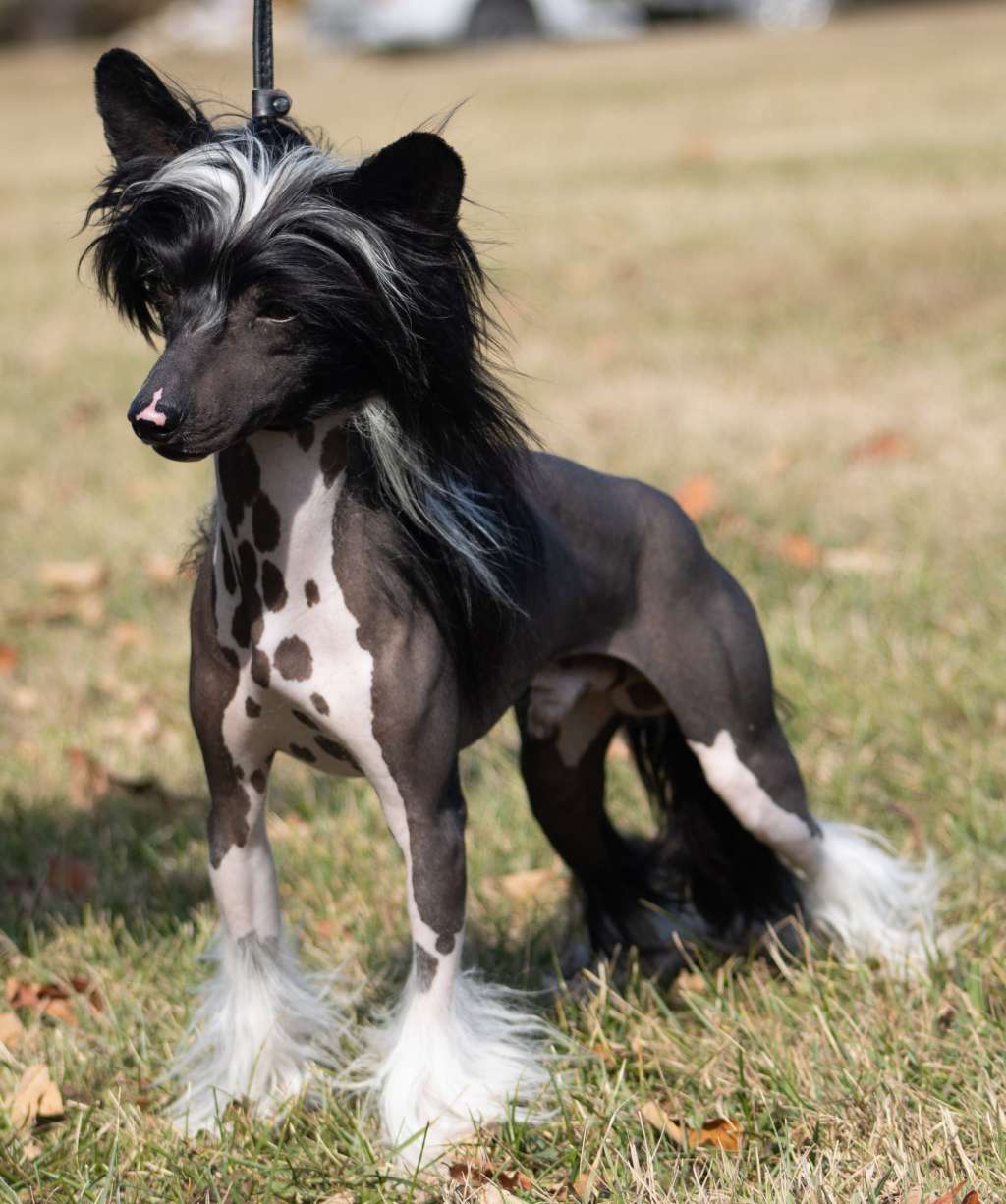 Gardine Guilty Lil Pleasure