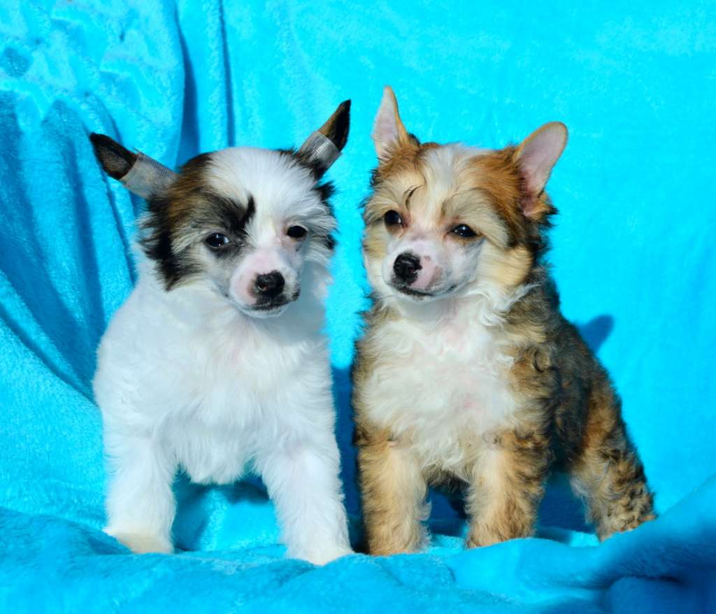 Alaska Rose z Andelovy dlane