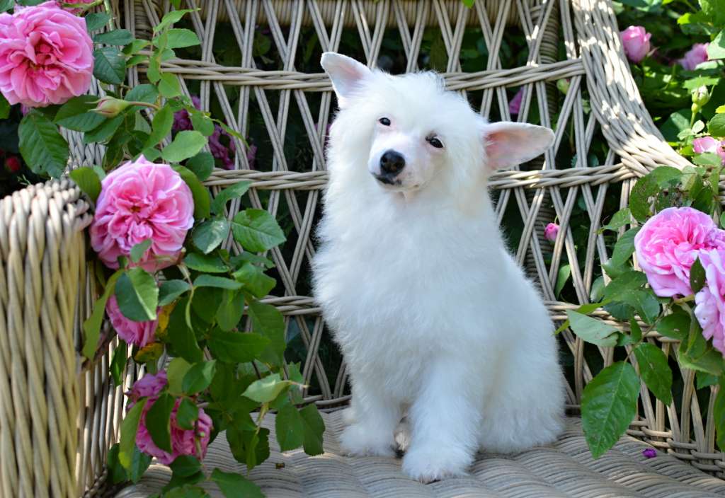 Angelica Lily z Andelovy dlane