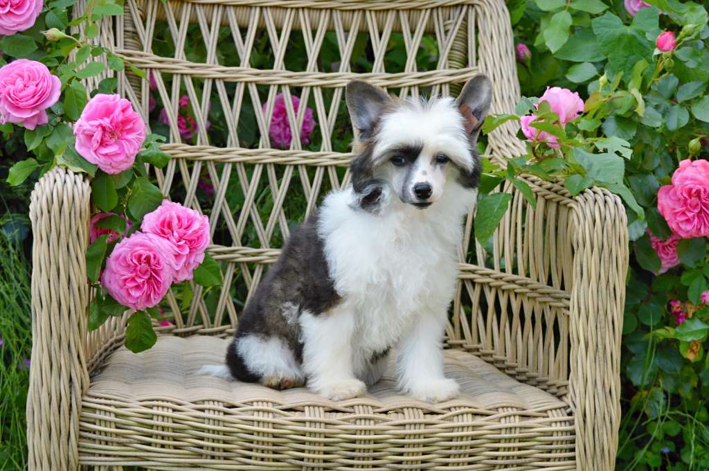 Alisa Ashley z Andelovy dlane