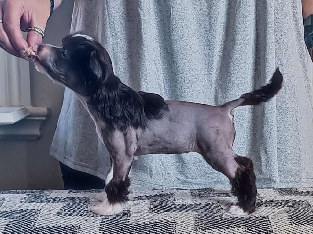 Oblivion Kamikaze Time