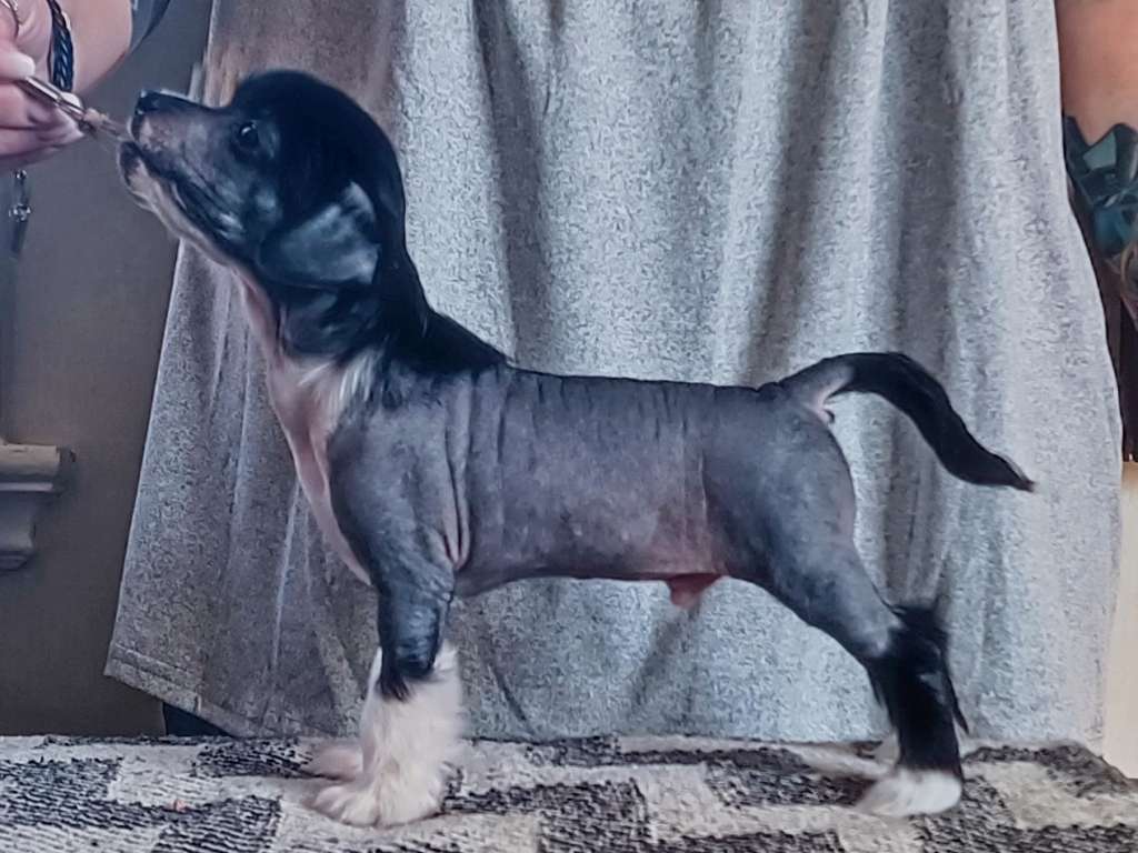 Oblivion Killswitch Engage