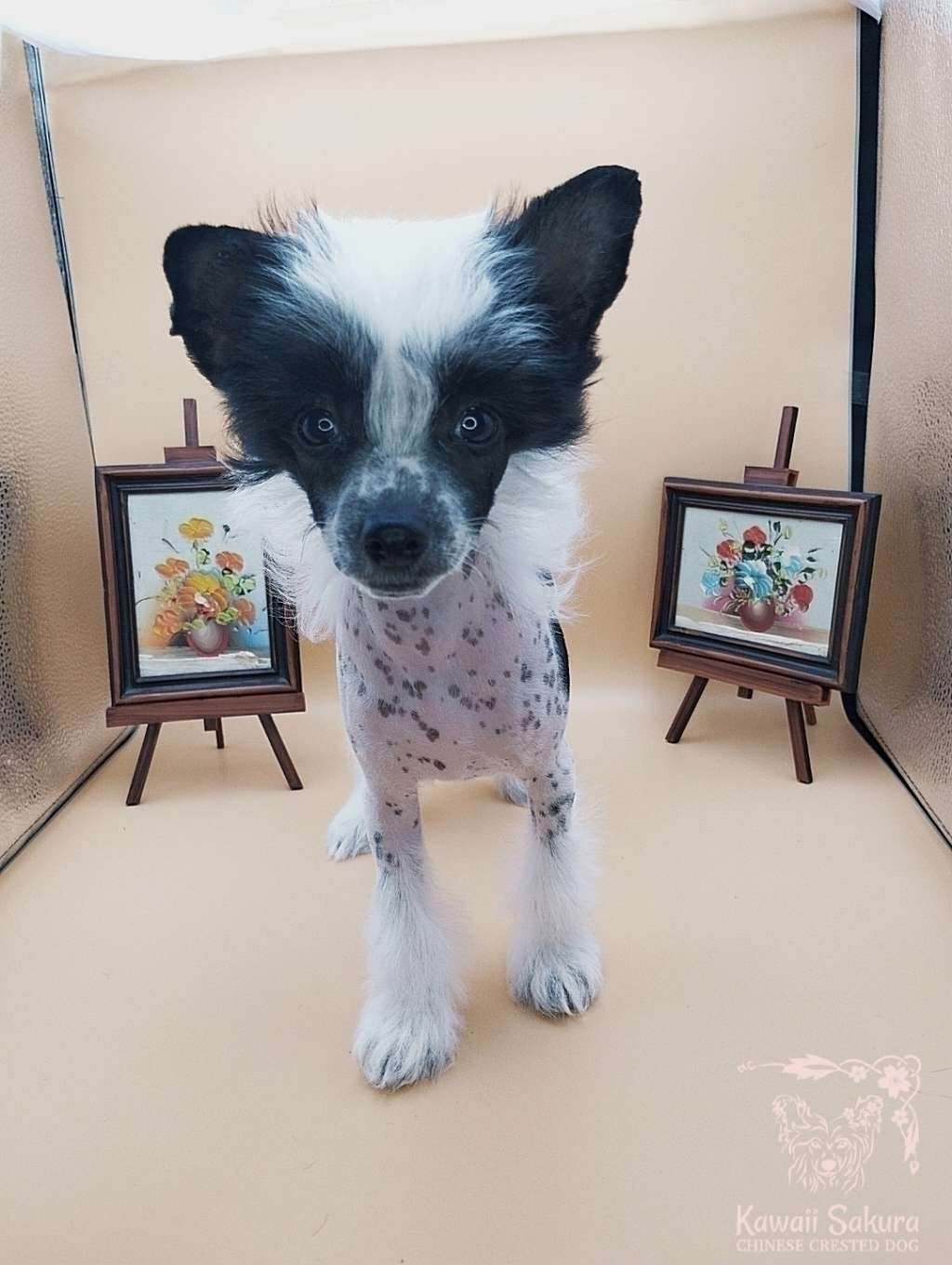 Cookie Kawaii Sakura