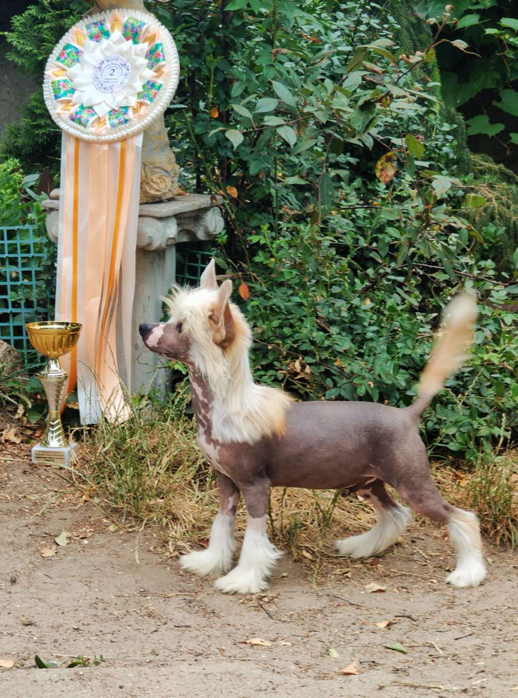 Alejandro Magno Of Belisabel