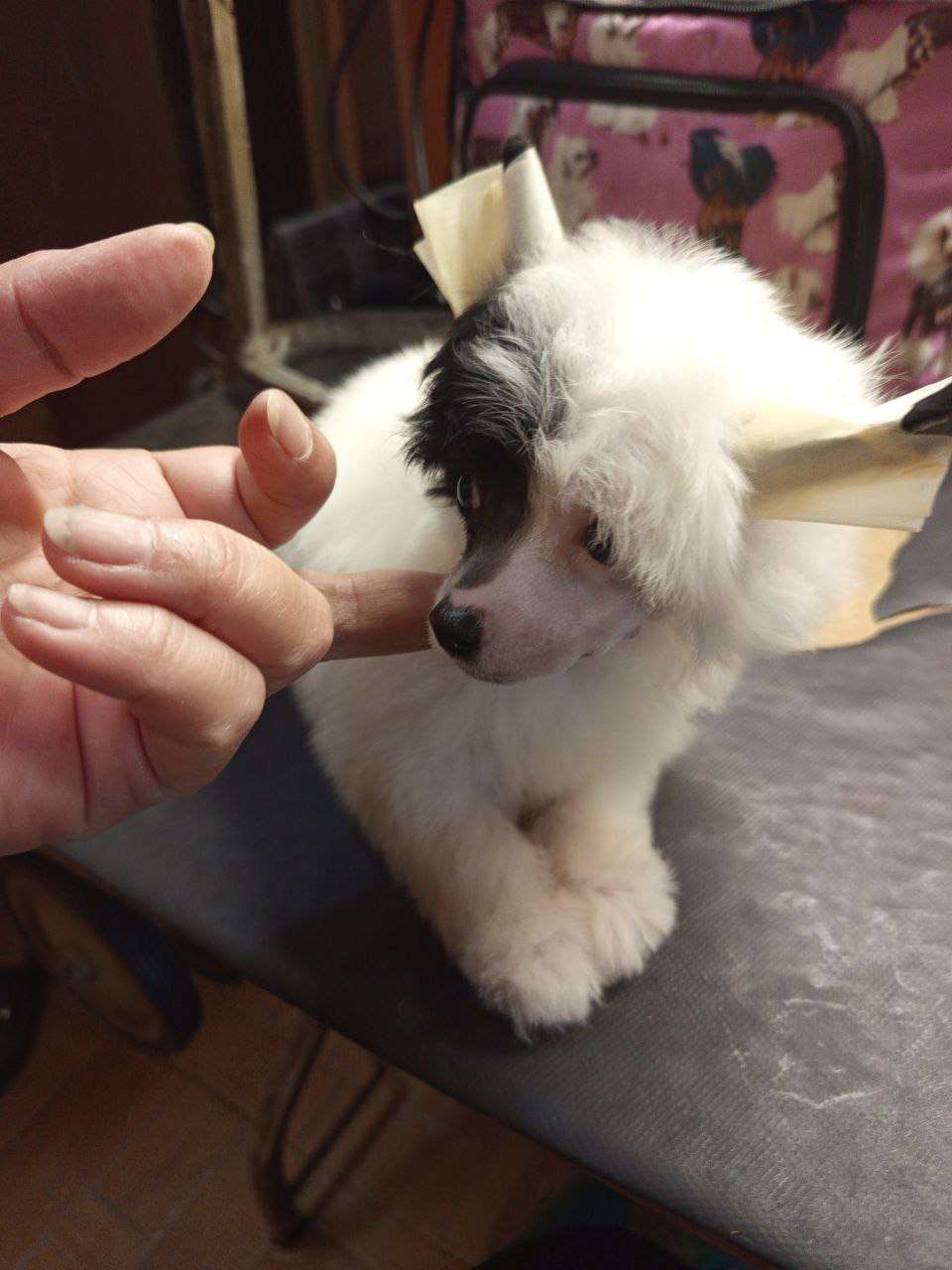 Mashama Mazi Rus N...