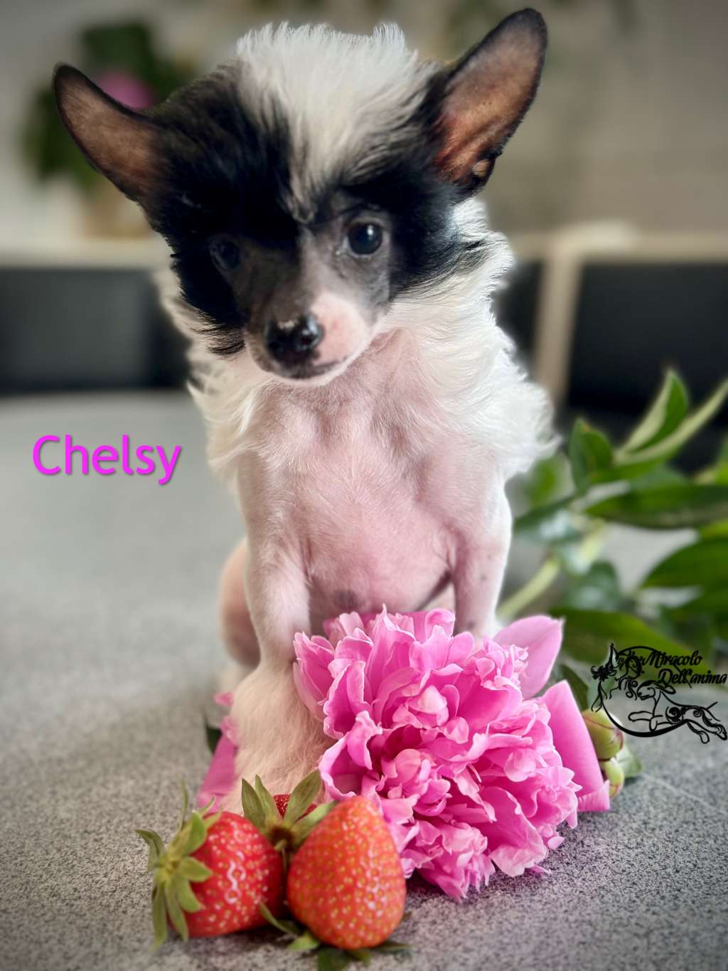 Chelsy Xanti Miracolo Dell'anima