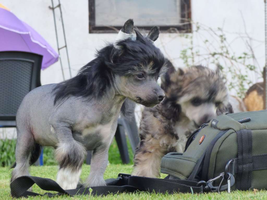 Uzlinka z Pulnocního dvora