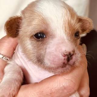 Little Luv Seed Ady Suleiman