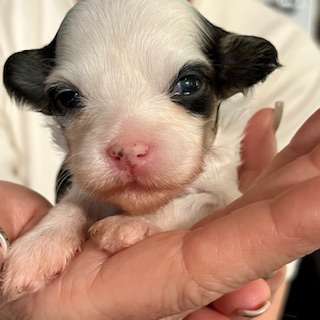 Little Luv Seed Amy Winehouse