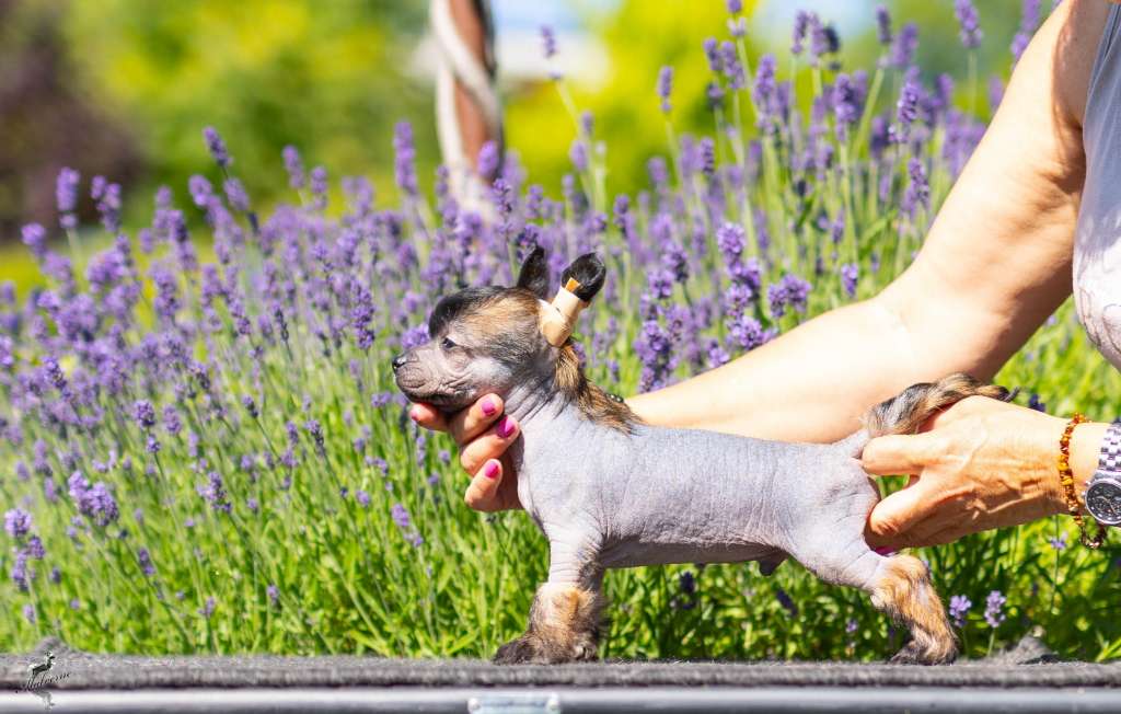 Family Song's Chesster