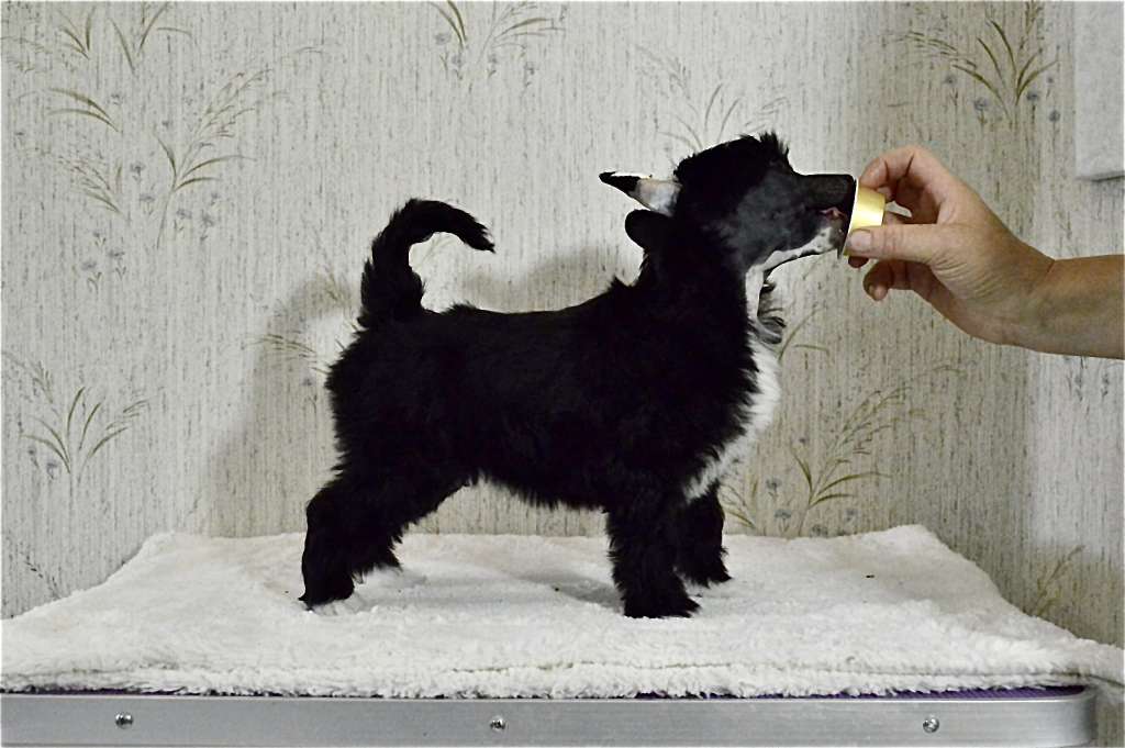 Girls Girls Ordinary Exraordinery