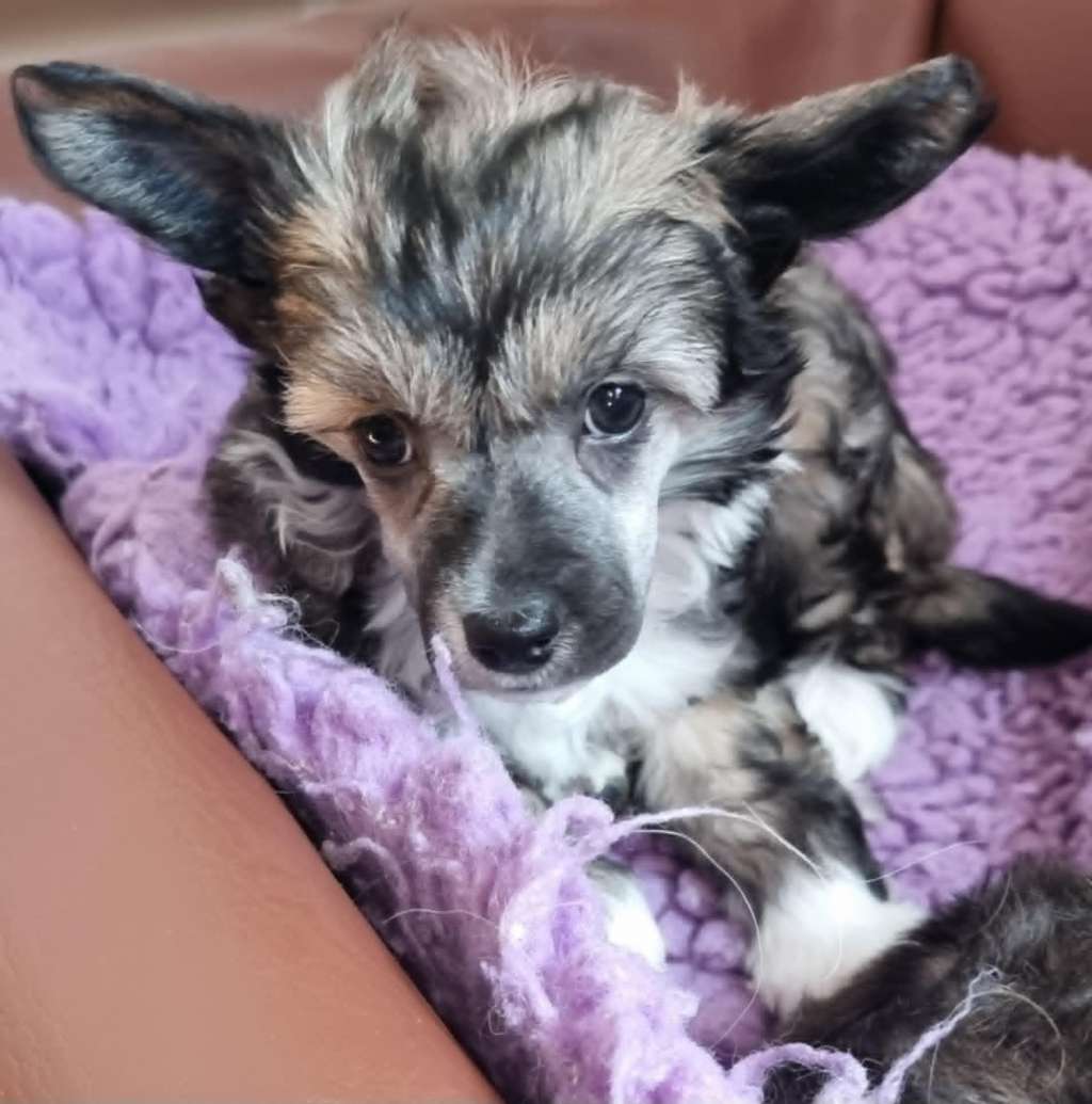 Beachcrest Winter Kingdom