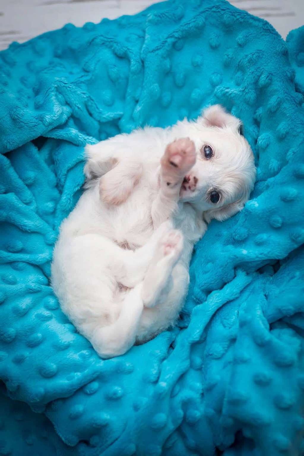 Joy Of Life Creciente Estrella