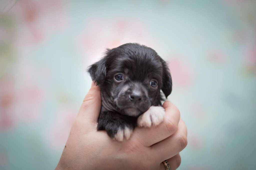 Juno Creciente Estrella