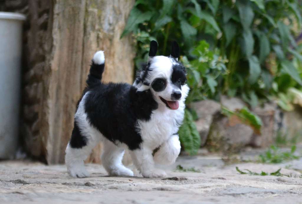 Just the Mr. One Akwen