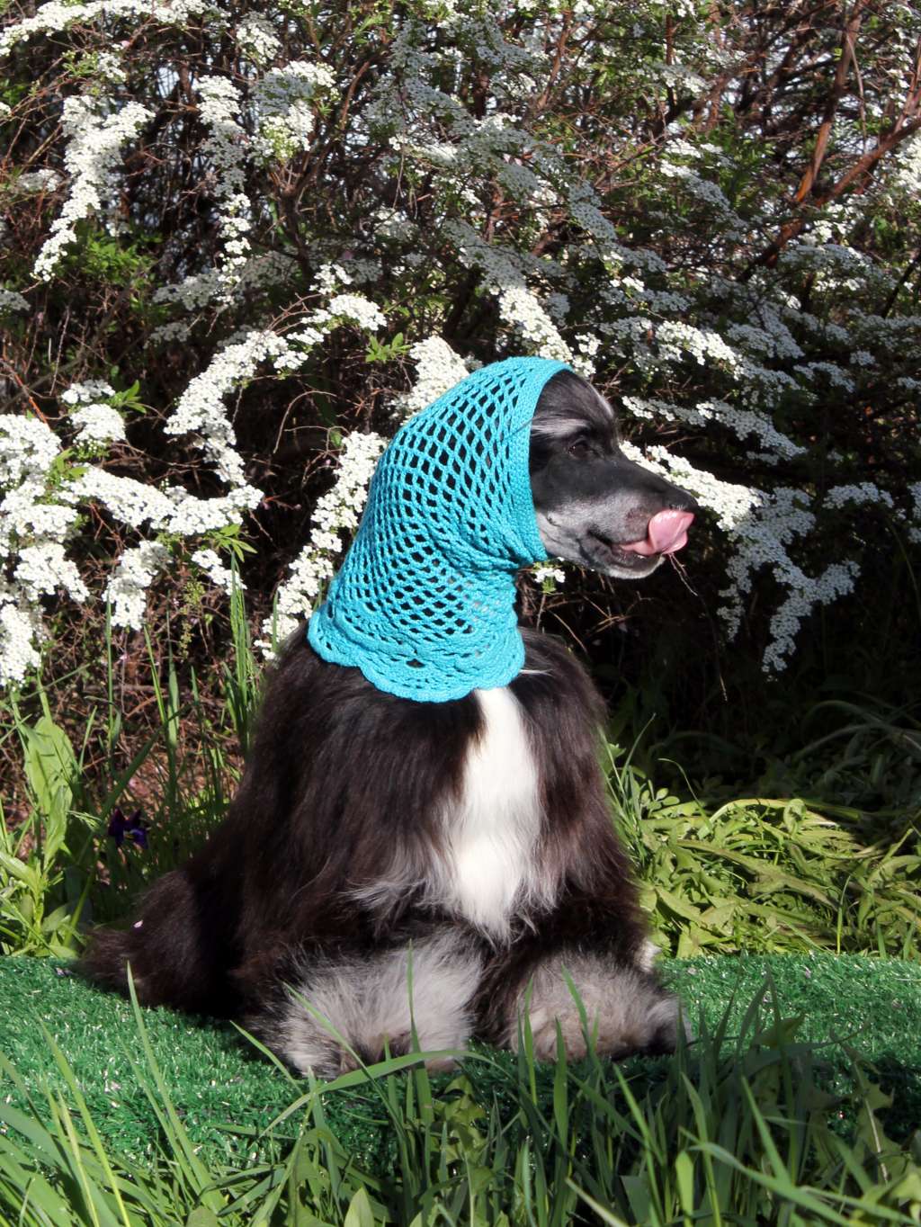 Habanero s Crest Clever Mind