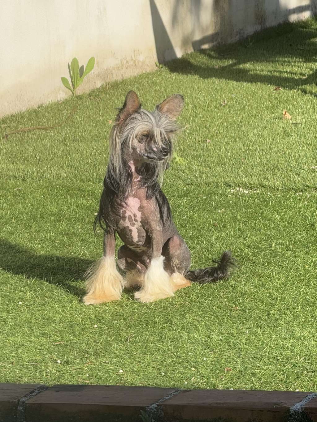 Habanero s Crest Babila