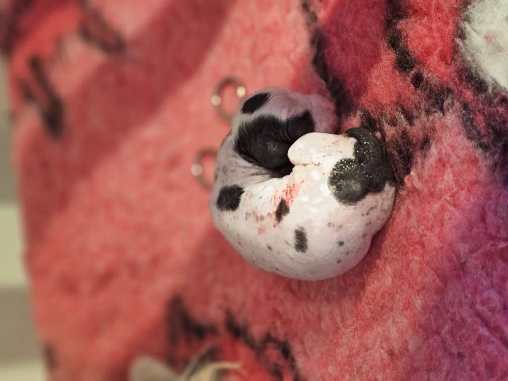 Ferucci Dream Of Coffee Fci