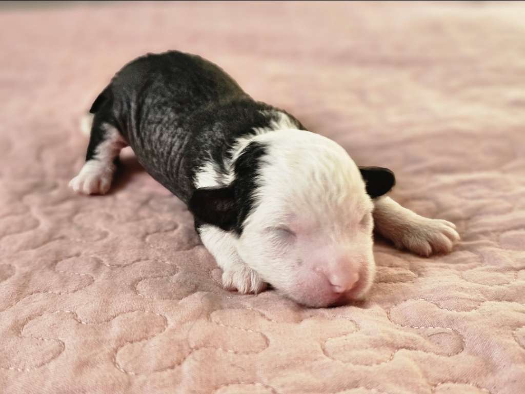 Frappe Dream Of Coffee Fci