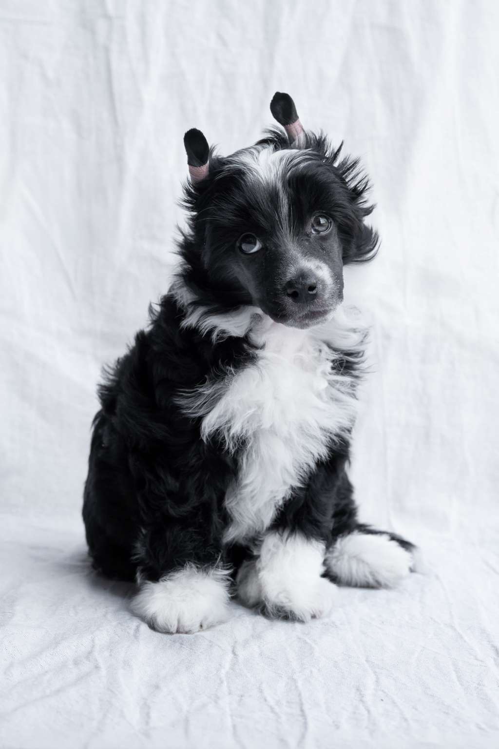 Attila Orson Toronto Bohemia