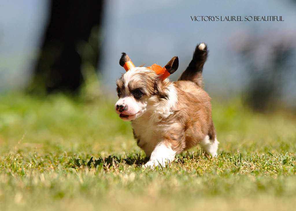 Victory's Laurel So Beautiful