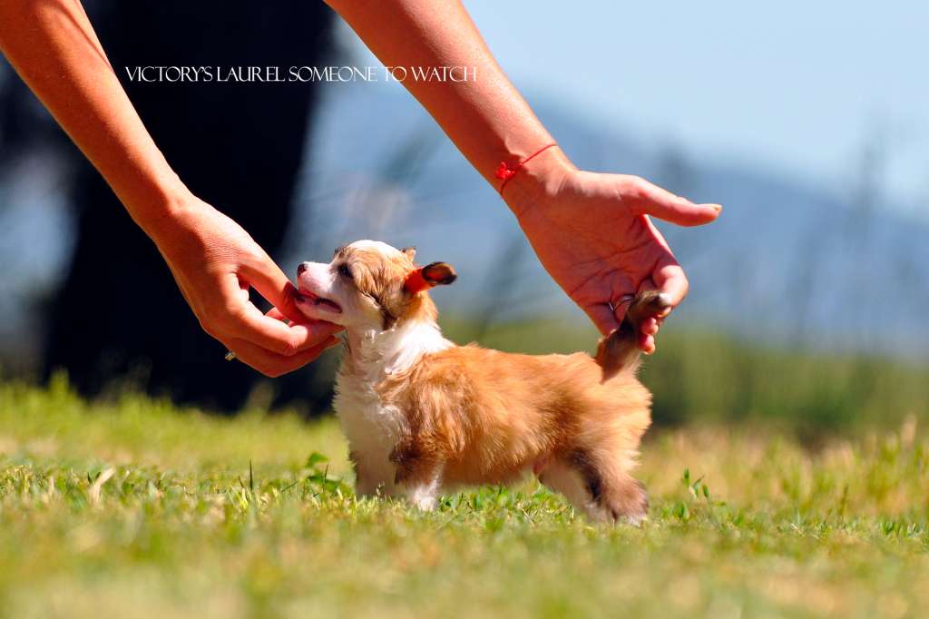 Victory's Laurel Someone To Watch