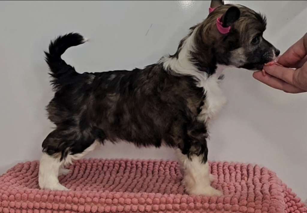 Kaitlin Hold My Leash